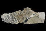 Pennsylvanian Fern (Macroneuropteris) Fossil - Kinney Quarry, NM #80419-1